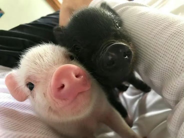 黄推福利内容 - 吊丝尸块姐的精彩图片 福利姬吊丝尸块姐分享的黄推图片2 - 网红私拍内容