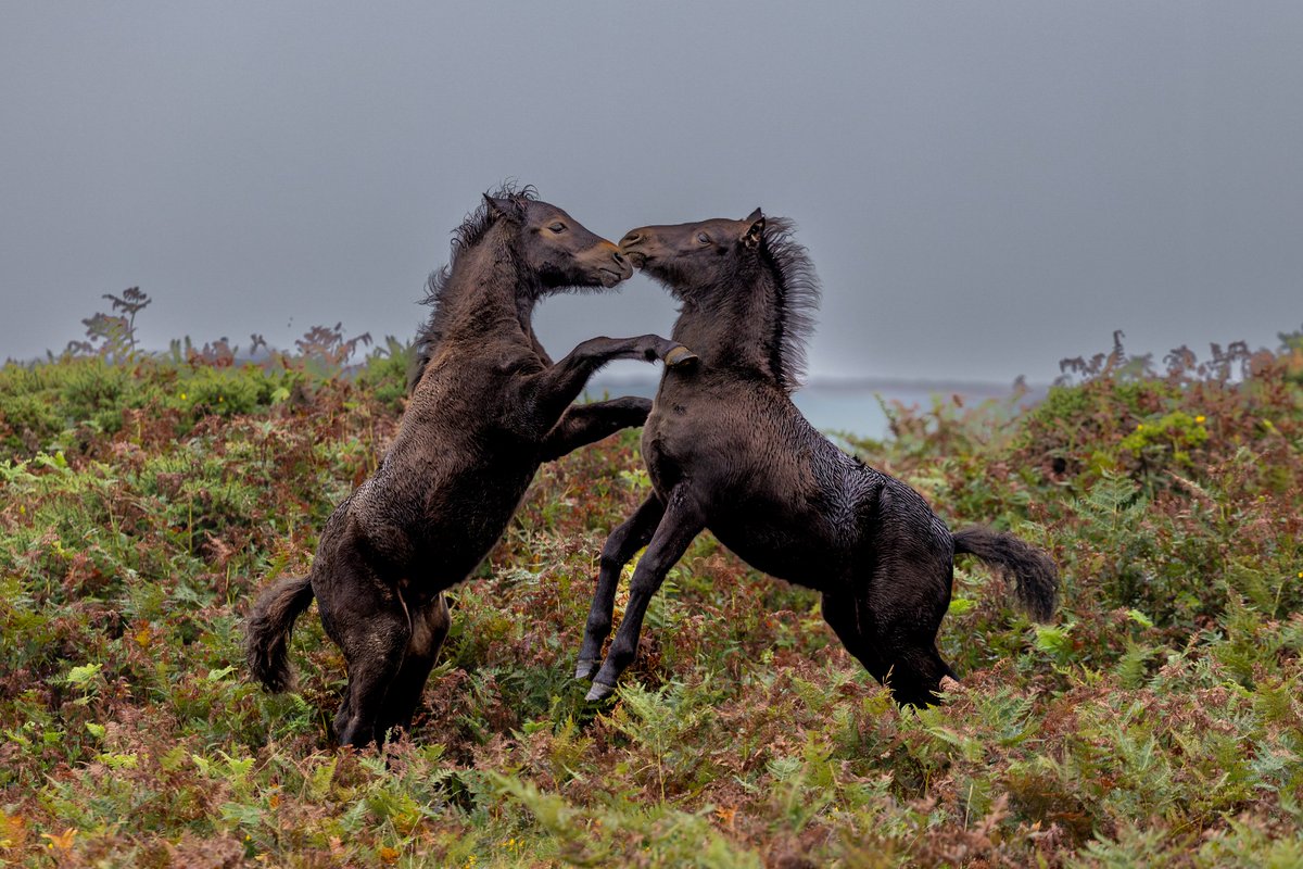 While the weather may have been a little damp yesterday during one of my personal photography workshops on the moor, the Dartmoor ponies more than made up for it. These two spirited foals from the Chinkwell herd gave us quite a show full of energy, testing each other’s limits,
