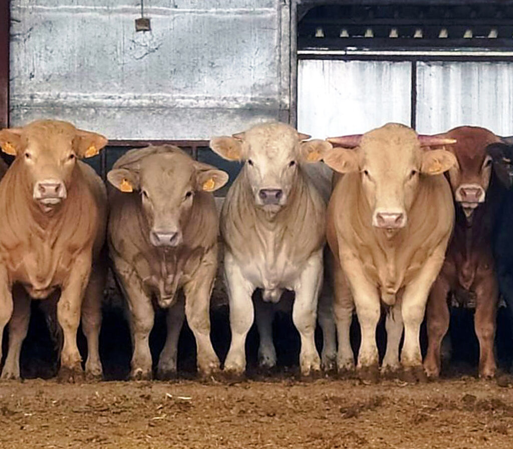 Nuevas subidas en añojos y terneras en la Lonja de Salamanca
asajacyl.com/palencia/asaja…