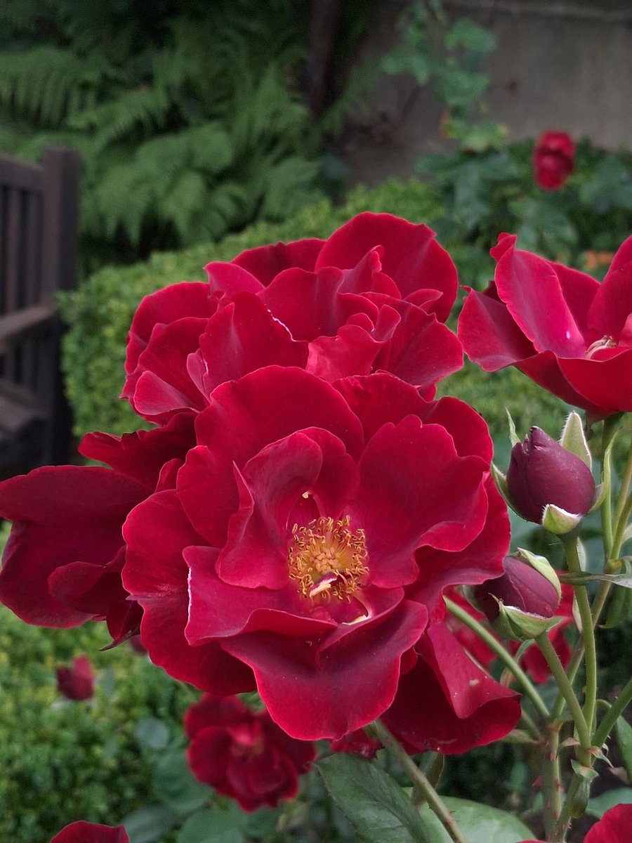 A rose 🌹 of the most exquisite red, petals fully open to not hinder the bees 🐝🐝. Perfect 😊
From the gardens of East Riddlesden Hall for #RoseWednesday