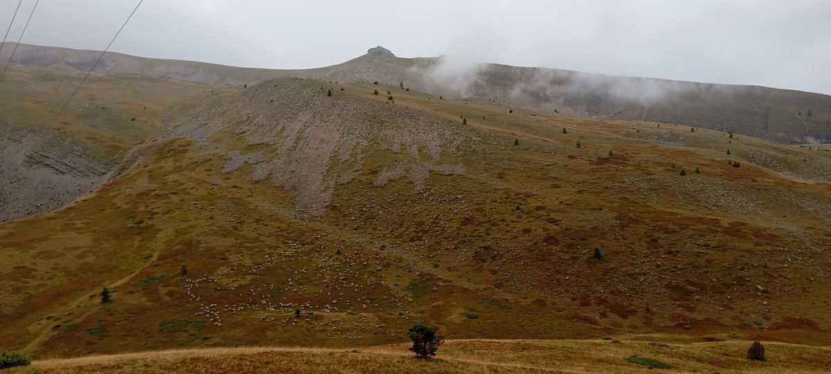 The Cábrer 🪶🏇🏼🐏🐑🐑🐑🐐🐕‍🦺🐕‍🦺🪶 tweet media