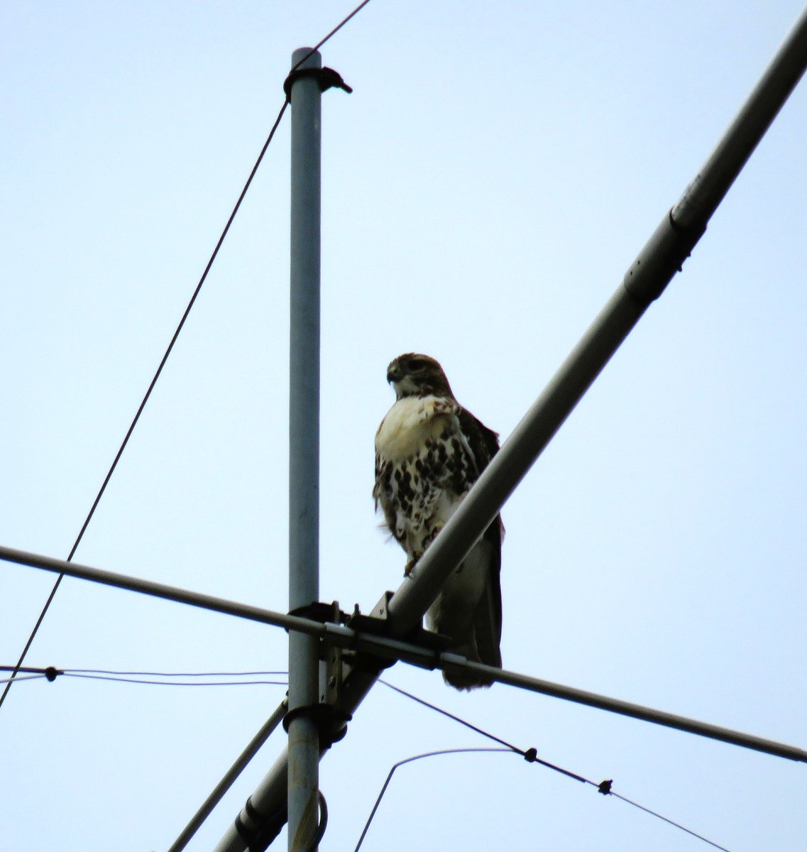8/19 Arthur spotted on a pole on the Hillside w/departure soaring over Campus. 

O2 not at usual Stadium spot w/all the first week activities of new students but settled in on the Antenna at Barton Hall looking at ease.   

Many thanks to Suzanne and woodg for the Evening report.