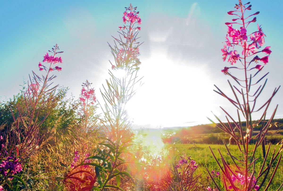 "I love borders. August is the border between summer and autumn: it is the most beautiful month I know."
- Tove Jansson

#QuoteOfTheDay #ToveJansson #SafeSoilUK #August #AugustQuote #nature #summer #autumn