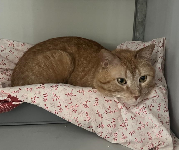 Para todas aquellas personas que deseen adoptar un animal, sea cual sea su lugar de residencia 🐶😺.
«Cómo adoptar un animal» 👉 bit.ly/3Nzofoh
#AdopcionResponsable #NoCompresAdopta