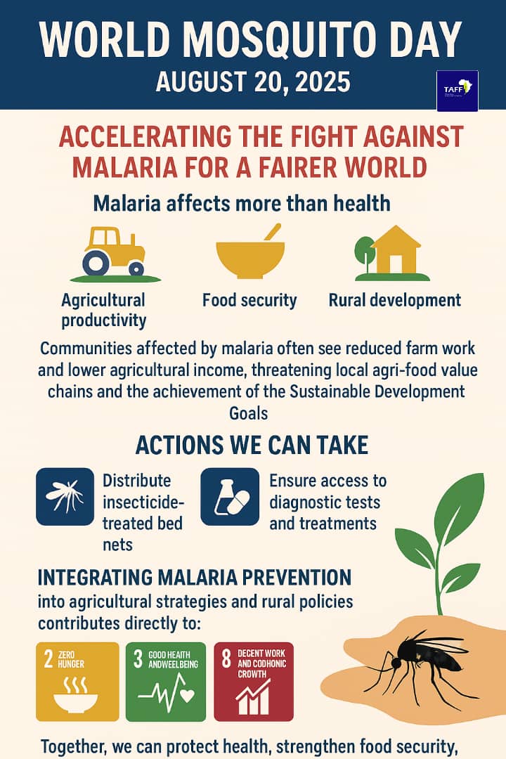The African Farming Foundation ( TAFF ) (@fossitimon62229) on Twitter photo 🌍🐜 World Mosquito Day – Aug 20, 2025
Malaria threatens farmers 👩🌾👨🌾, food production 🌾🥕 & rural livelihoods 🚜
Fighting mosquitoes is key for resilient agri-food systems 🍅🥬 & achieving SDGs 2, 3 & 10 🌱💊🤝
#WorldMosquitoDay #AgriFood #Malaria #SDGs
<a href="/WHO/">World Health Organization (WHO)</a> <a href="/FAO/">Food and Agriculture Organization</a> <a href="/WBG_AgriFood/">World Bank AgriFood</a> 🌍🐜 World Mosquito Day – Aug 20, 2025
Malaria threatens farmers 👩🌾👨🌾, food production 🌾🥕 & rural livelihoods 🚜
Fighting mosquitoes is key for resilient agri-food systems 🍅🥬 & achieving SDGs 2, 3 & 10 🌱💊🤝
#WorldMosquitoDay #AgriFood #Malaria #SDGs
<a href="/WHO/">World Health Organization (WHO)</a> <a href="/FAO/">Food and Agriculture Organization</a> <a href="/WBG_AgriFood/">World Bank AgriFood</a>