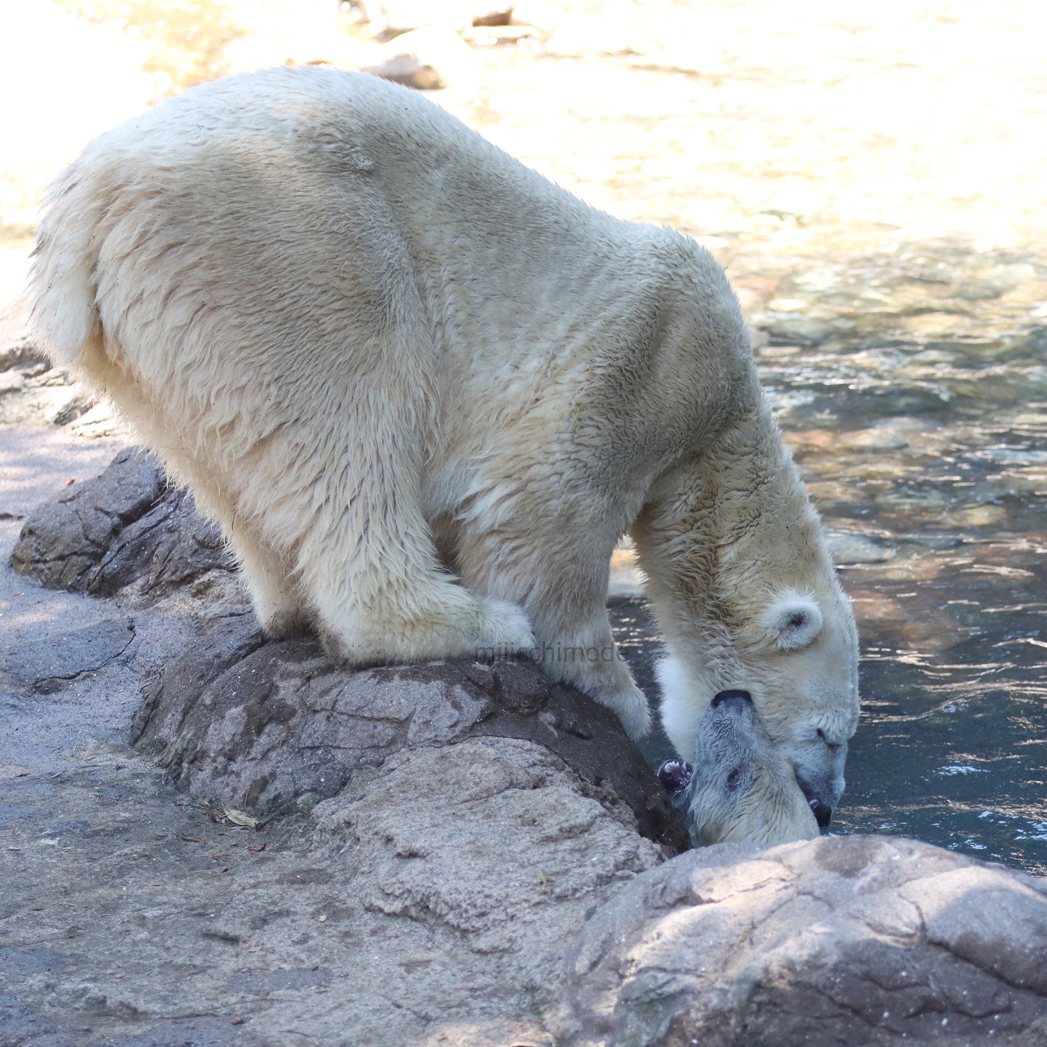 michiさま確認ページ♡ michi (@miiicchimode) / X