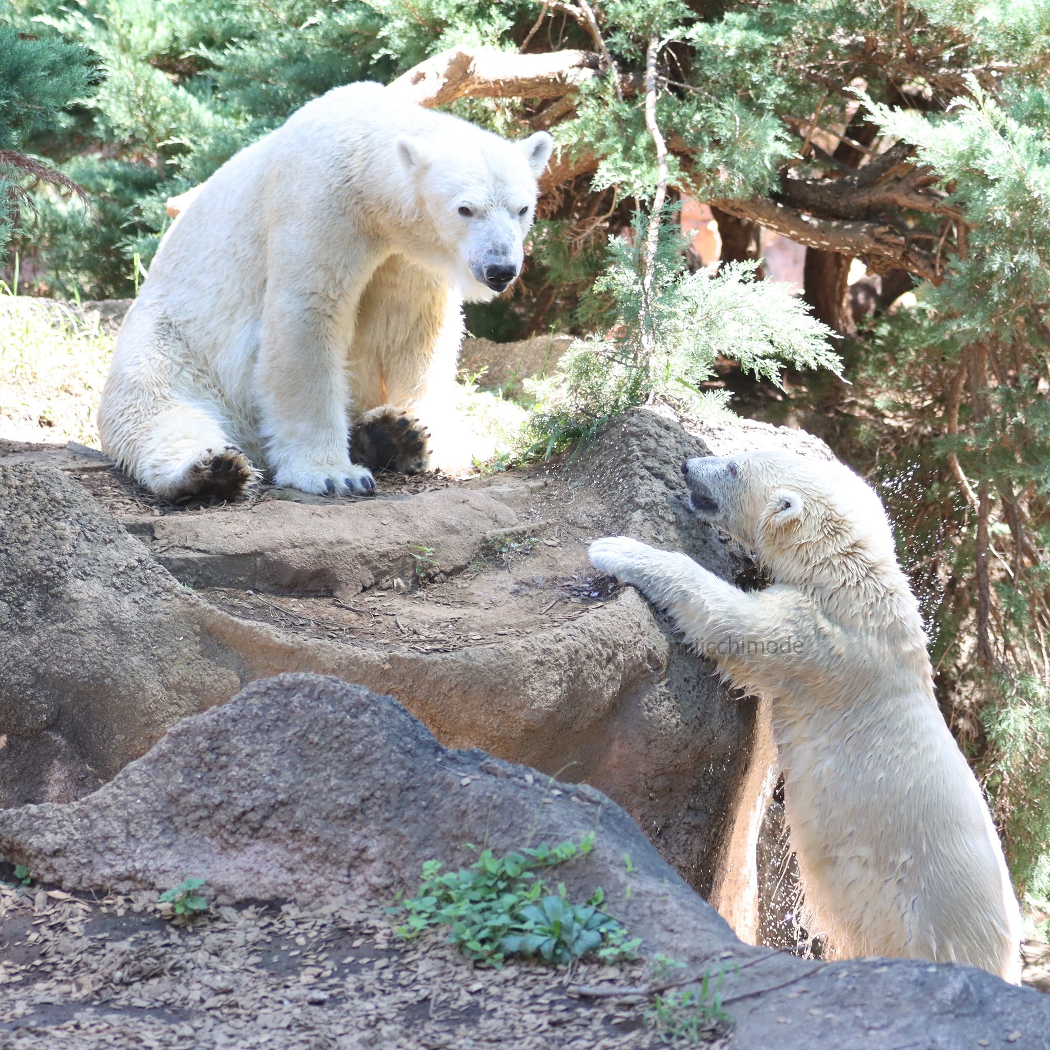 michiさま確認ページ♡ michiさま確認ページ♡ michi (@miiicchimode) / X