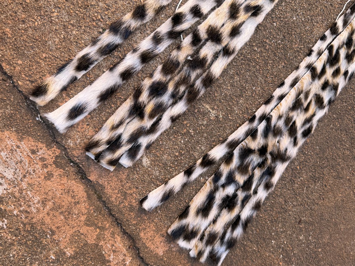 SMankentshane's tweet image. Nansi injobo yendwangu madoda!

Iyafana nengululue 🐆 but azona iskhumba yindwangu enhle ifanisa isikhumba R600 zi-2

Ngithinthe ngoWhatsapp 0673943002

#imvunulo #zulutraditional #izinjobo #injobo #zulu #isintu #traditionalwear #zuluattire #traditionalattire #traditionalafrican