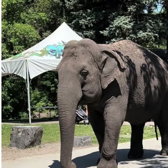 #T4Animals ๐๐ฆ๐ฆ๐
๐ฆ๐ฆ๐ป (@cosmicbrigade) on Twitter photo Many supporters of #FreeLucy2Sanctuary are aware, the law & animal regulations are not helping Lucy.
The only people intervening to get Lucy to sanctuary is animal lovers.
Unfortunately they canโt get her moved alone they need U <a href="/AndrewKnack/">Andrew Knack</a> to step up to move #Lucy2Sanctuary Many supporters of #FreeLucy2Sanctuary are aware, the law & animal regulations are not helping Lucy.
The only people intervening to get Lucy to sanctuary is animal lovers.
Unfortunately they canโt get her moved alone they need U <a href="/AndrewKnack/">Andrew Knack</a> to step up to move #Lucy2Sanctuary