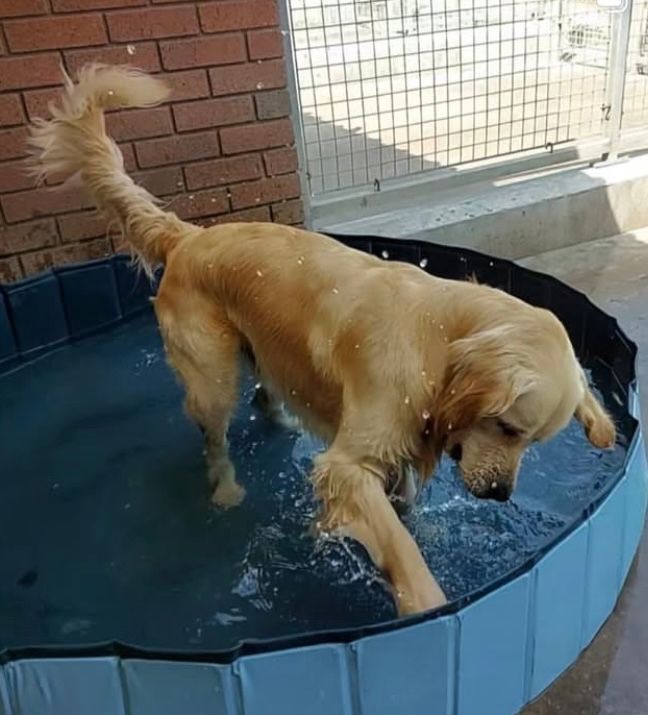 #WetWednesday. Don’t forget to help your dogs to keep cool in the hot weather!

#Chorley #GuideDogsUK #GuideDogs #GuideDogsForTheBlind