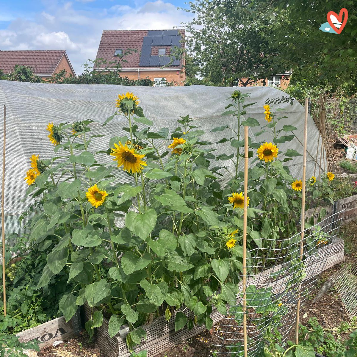Lisieux Trust (@lisieuxtrust) on Twitter photo This morning, the regular gardening post belongs to one of our houses and their wonderful Sunflowers. These were in the seed packets that went to the houses in the Spring, but they look stunning, don't they?! #Fun #Choice This morning, the regular gardening post belongs to one of our houses and their wonderful Sunflowers. These were in the seed packets that went to the houses in the Spring, but they look stunning, don't they?! #Fun #Choice