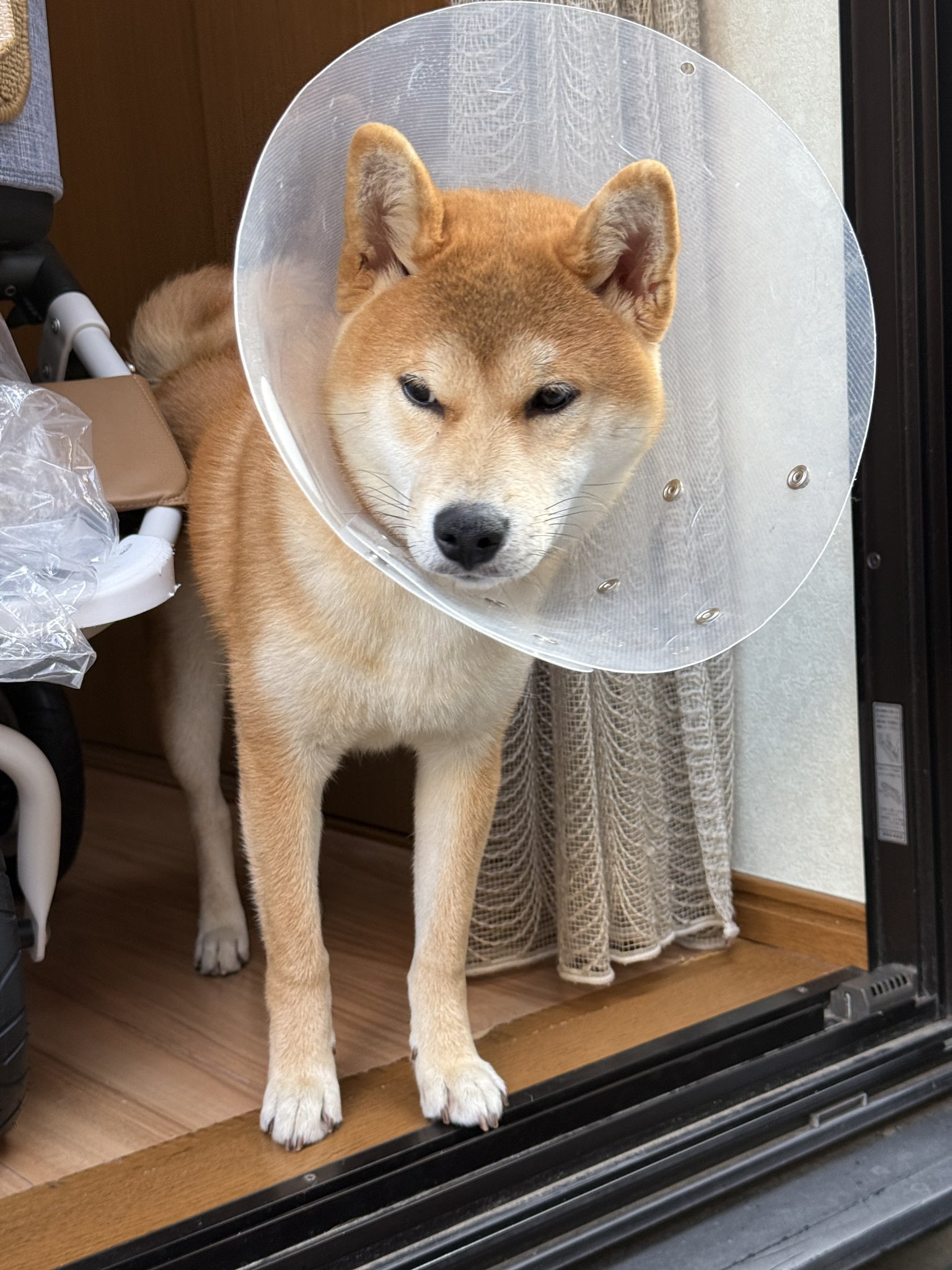 すゞ柴 （柴犬いぶき） on X: 