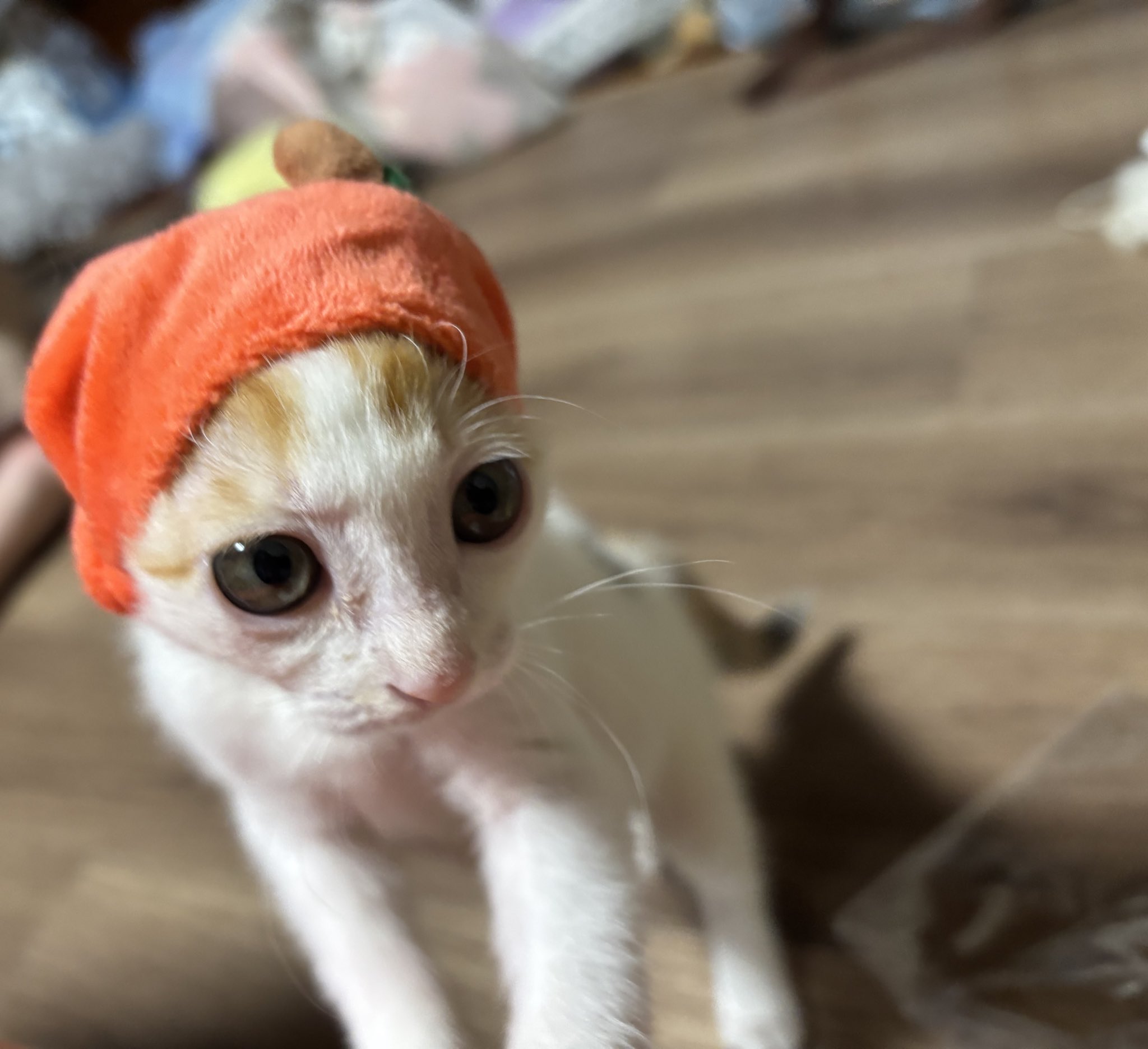 リマリマの猫座布団 座布団猫 香箱座り・紺・白猫[ザブトンネコ コウバコズワリ