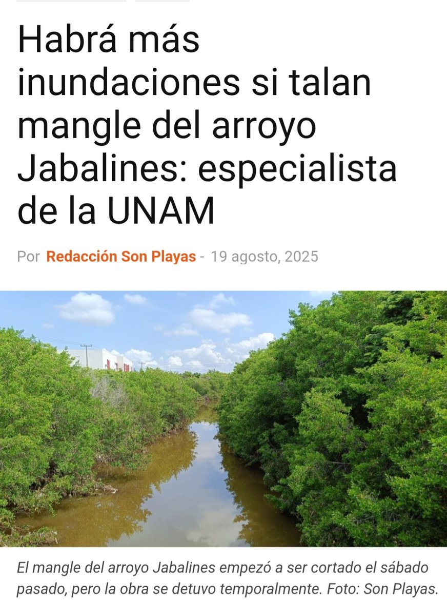 Habrá más inundaciones si talan mangle del arroyo Jabalines: especialista de la UNAM, pionero del estudio de #manglares en México. #Mazatlán sonplayas.com/playas/habra-m… vía <a href="/Son/">son</a> Playas