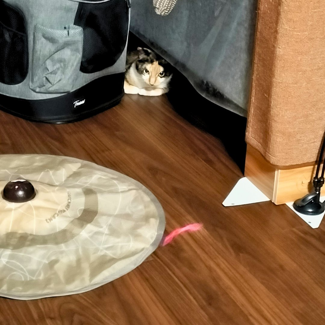 見てるだけ

#里親募集中 #保護猫 #猫 #三毛猫 #猫好きさんと繋がりたい #猫のいる暮らし #猫のいる生活 #預かりボランティア #Cat #catlife