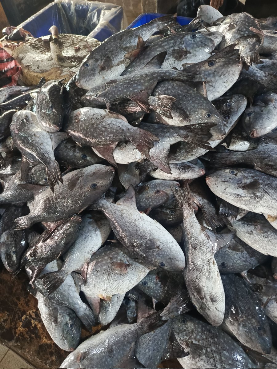 Peunajoh Aceh tweet media