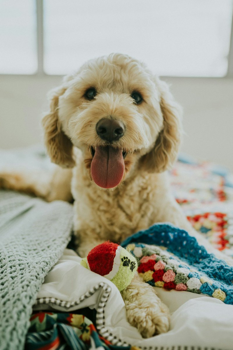 DogsNonstop's tweet image. 