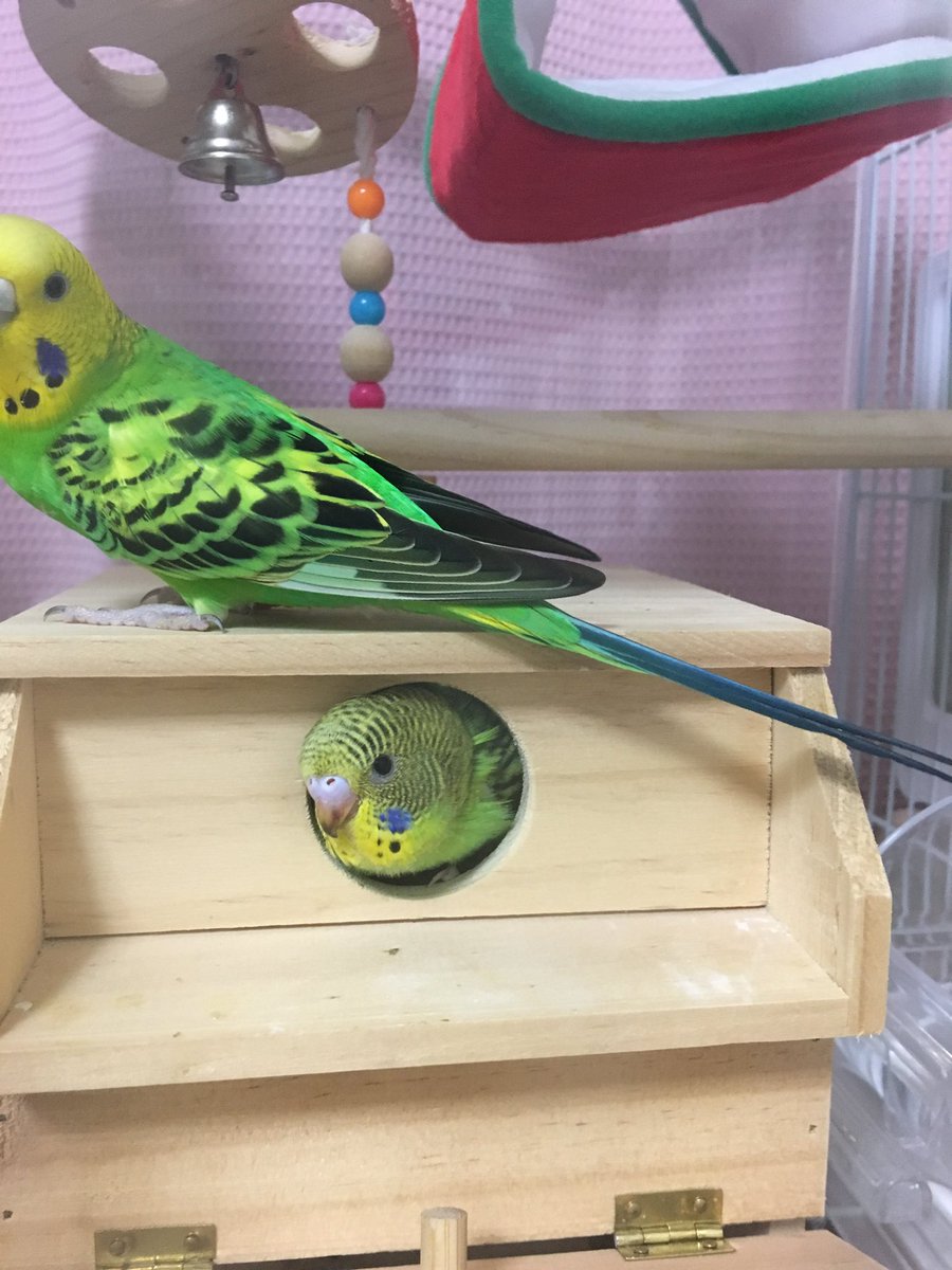 #鳥はあなたを見ています