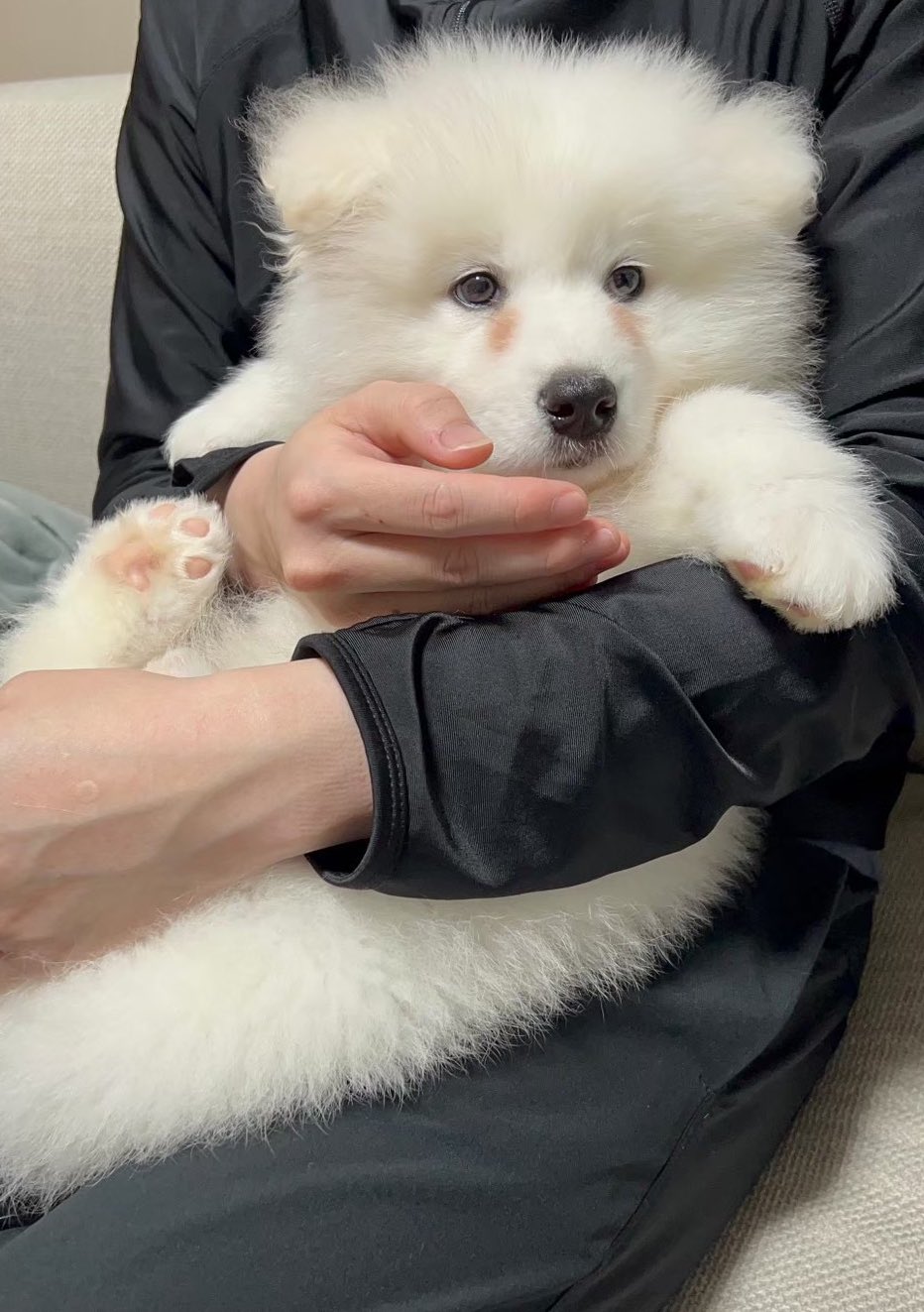 samoyed フリルスカート　白　サモエド samoyed フリルスカート 白 サモエド samoyed フリルスカート白