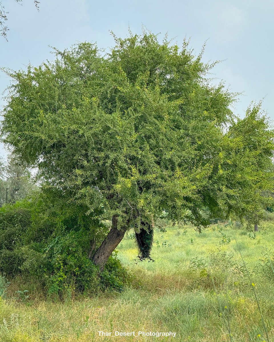 पेड़ सिर्फ हमें ऑक्सीजन ही नहीं देते, बल्कि जानवरों और पक्षियों के लिए घर भी बनाते हैं। गर्मियों में जब बाहर का तापमान 45–47 डिग्री तक पहुँच जाता है, तब पेड़ों की छाँव में 5 से 10 डिग्री ठंडक रहती है। इसी वजह से मोर जैसे पक्षी और दूसरे जानवर इनकी छाँव में आराम से रहते हैं। पेड़