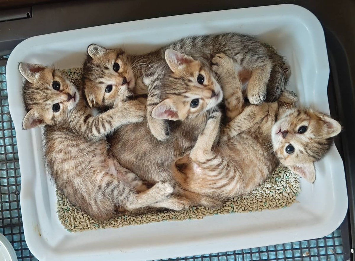 「可愛い顔してるだろ。ウソみたいだろ。トイレなんだぜ。そこ。」

 #猫  #うさぎどうぶつ園