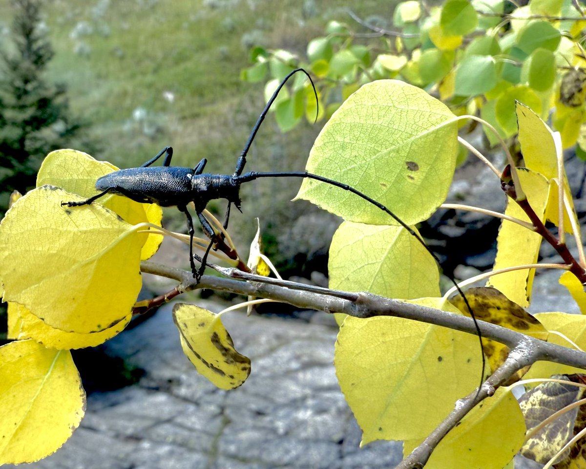 Check out the antennae on this White-Spotted Sawyer Beetle
