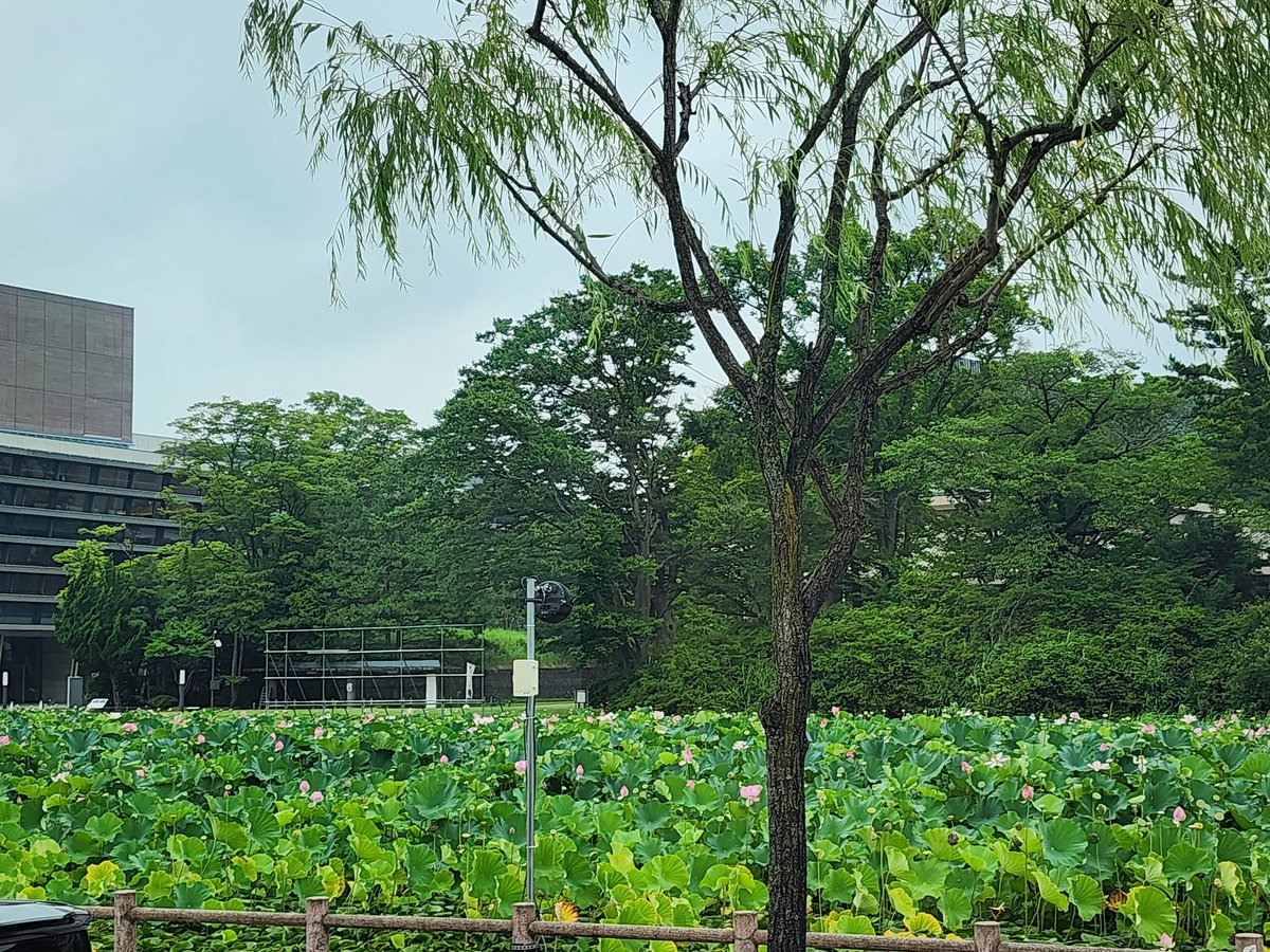 蓮の花きれいだね🪷
