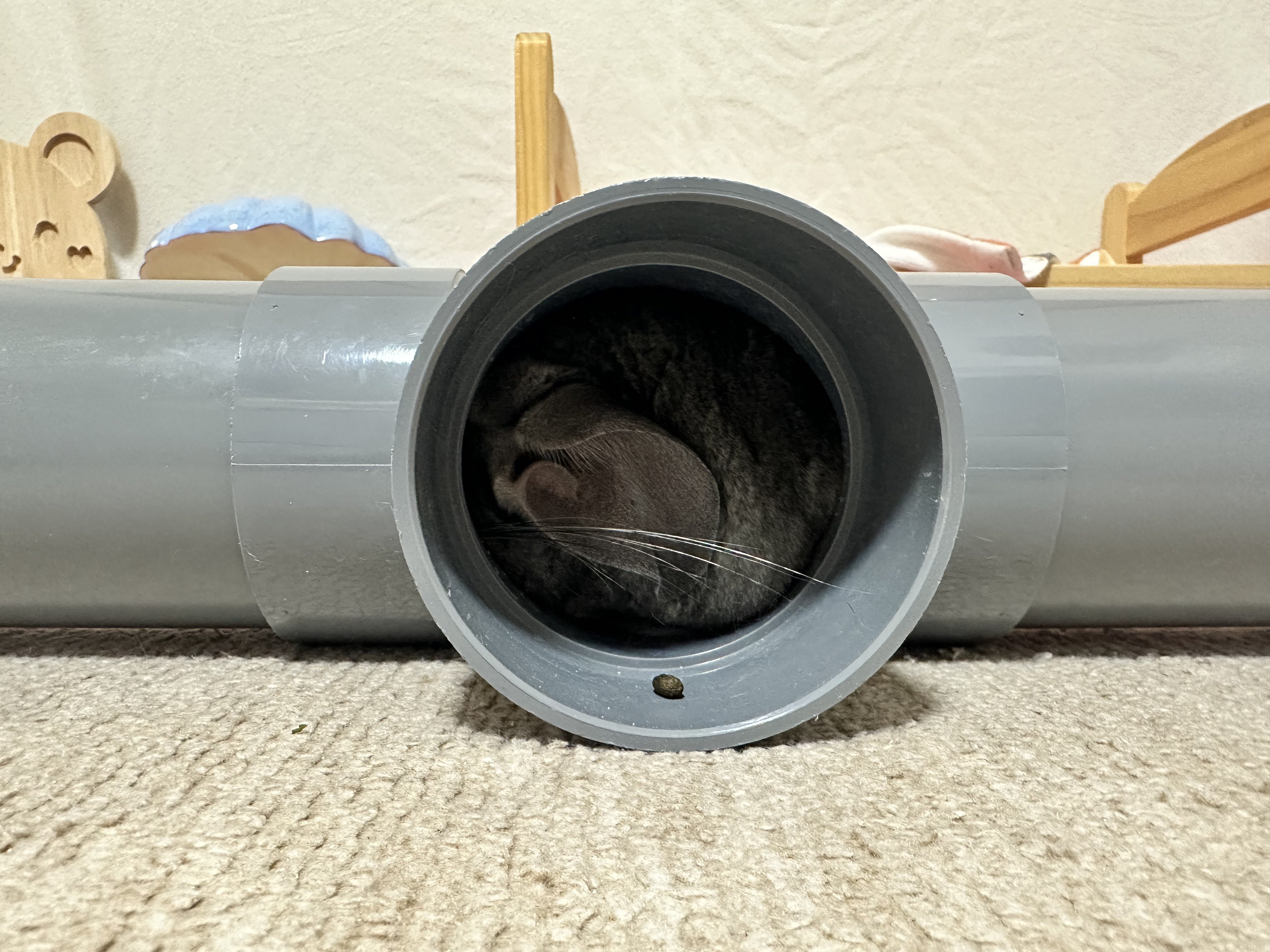 ちーこっこ🐭 (@koyukineko9) / X