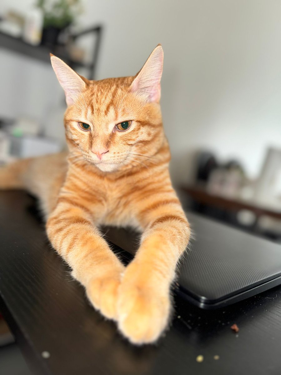 Caught my bossy tabby running the desk like a CEO! Time to negotiate my treat raise, meow!  #CatBoss #TreatNegotiations