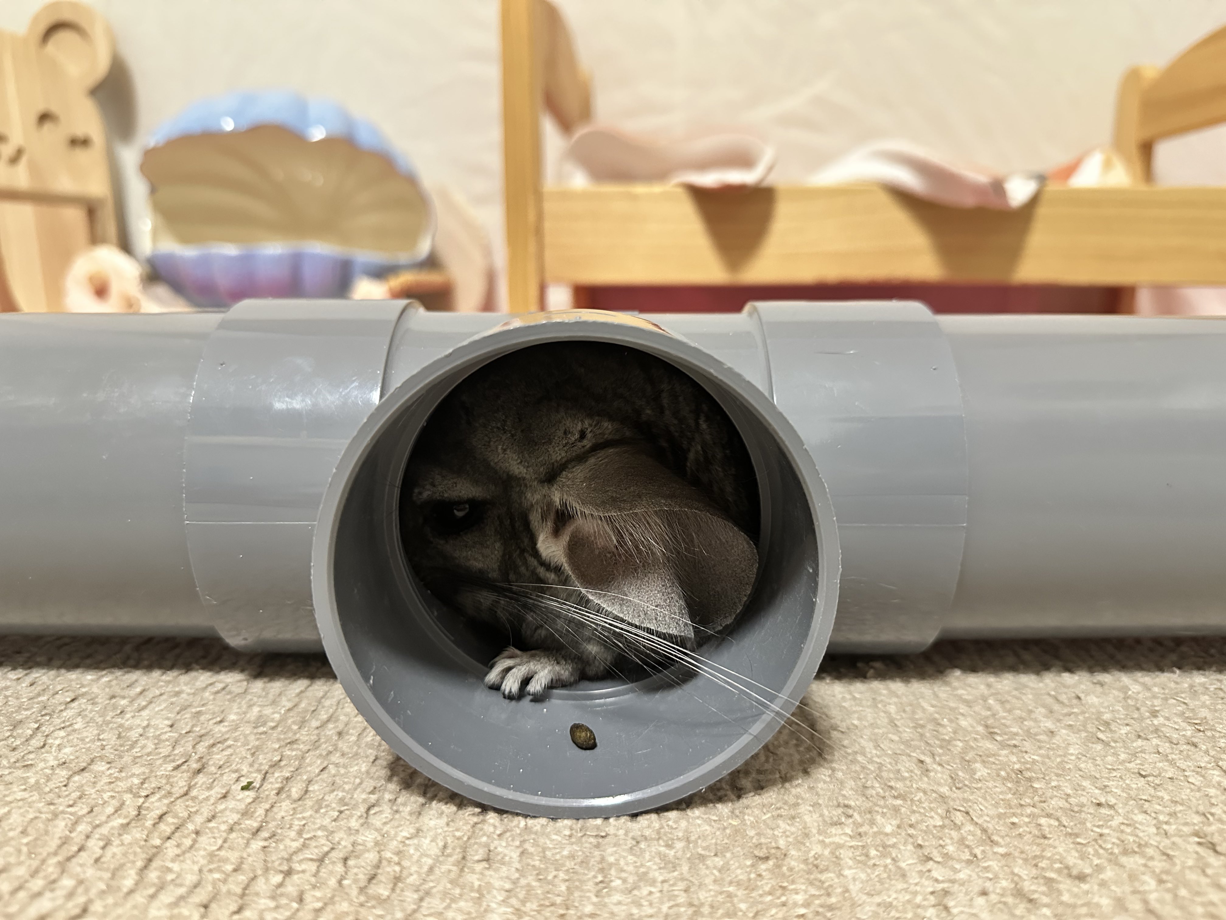 ❣ ちーこっこ ❣ ちーこっこ🐭 (@koyukineko9) / X