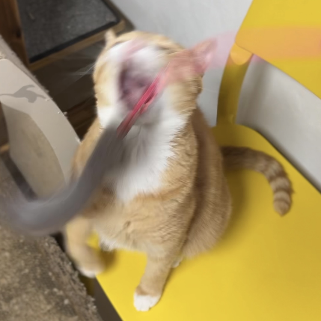 <완벽한 사냥의 시간>, 김고고