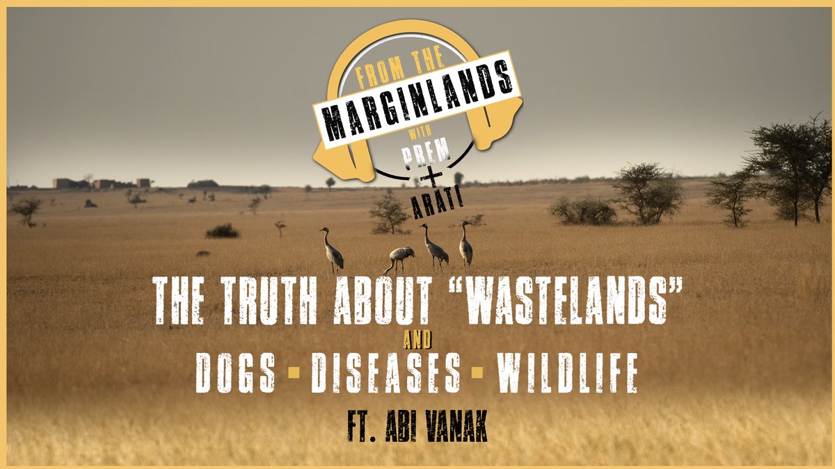 The Truth about "Wastelands" ... Dogs, Wildlife, Diseases, &amp; Pastoralists ... In this edition of From The Marginlands Ft. <a href="/abi_vanak/">Abi T Vanak</a> from <a href="/atree_org/">ATREE</a> 
youtube.com/watch?v=tPddaN…