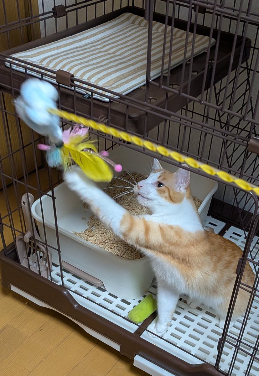 サラ(stjp670020)様♡ありがとうございます♡ サラ - Search / X