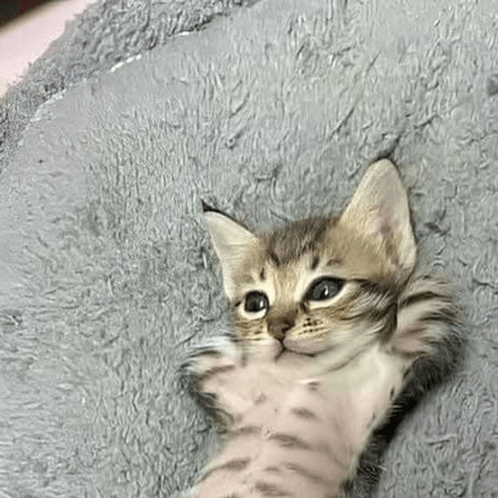 Cuaca enak buat tiduurr