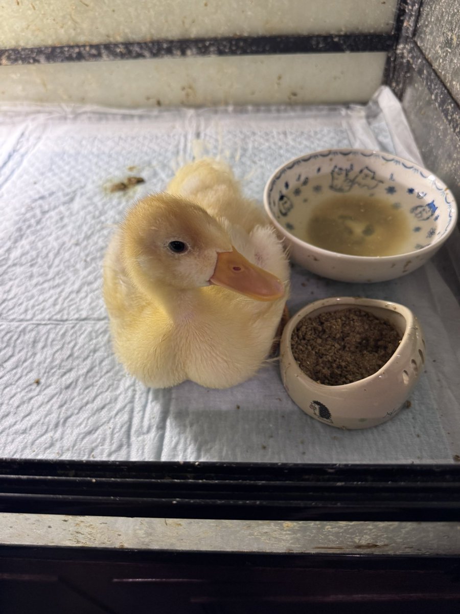 yukichi_0807's tweet photo. @natsuiromatsuri うちの子の雛からの遍歴です🐥🪿 https://t.co/MKRdfjTQG8