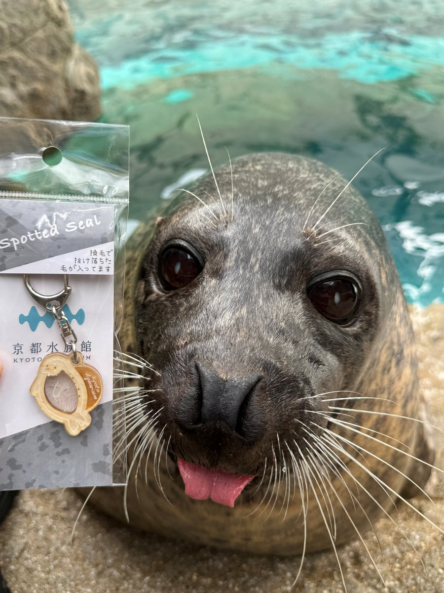 アザラシグッズ 新商品 part1】 飼育スタッフが頑張って集めたアザラシ