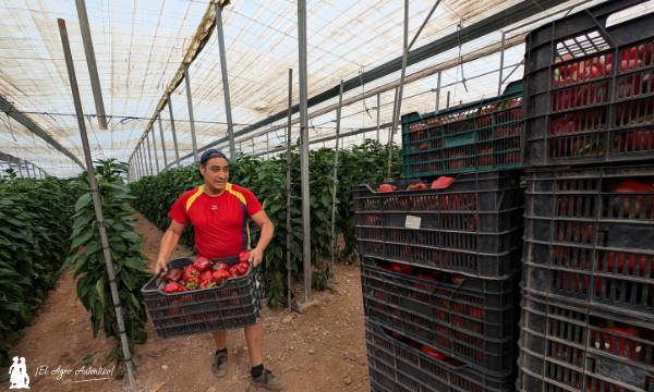 🔝🔝🔝El temprano de #Almería de la campaña 2025/26 ya está aquí

📝agroautentico.com/2025/08/el-pim…

📌En Berja llevan ya 3 semanas cortando #pimientos. ¡Arranca la nueva temporada! 🫑🫑🌶️🌶️

¡¡¡Suerte a todos!!! 🤞

#frutasyhortalizas #invernaderos #hortalizas #agricultor #Agricultura