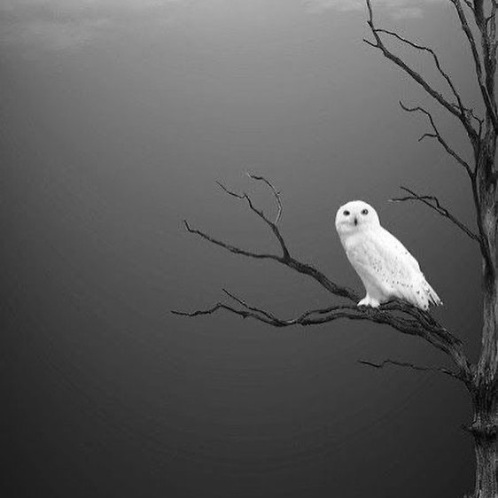 Human being never changes;
as he has acted in a given case,
so will he always act again
in exactly the same circumstances.

Schopenhauer ~ On the Freedom...

.
Nino Rota ~ Valzer
youtu.be/jvocBCjpZuw?si…

.
photo ©  Vahid Esmailzadeh

.