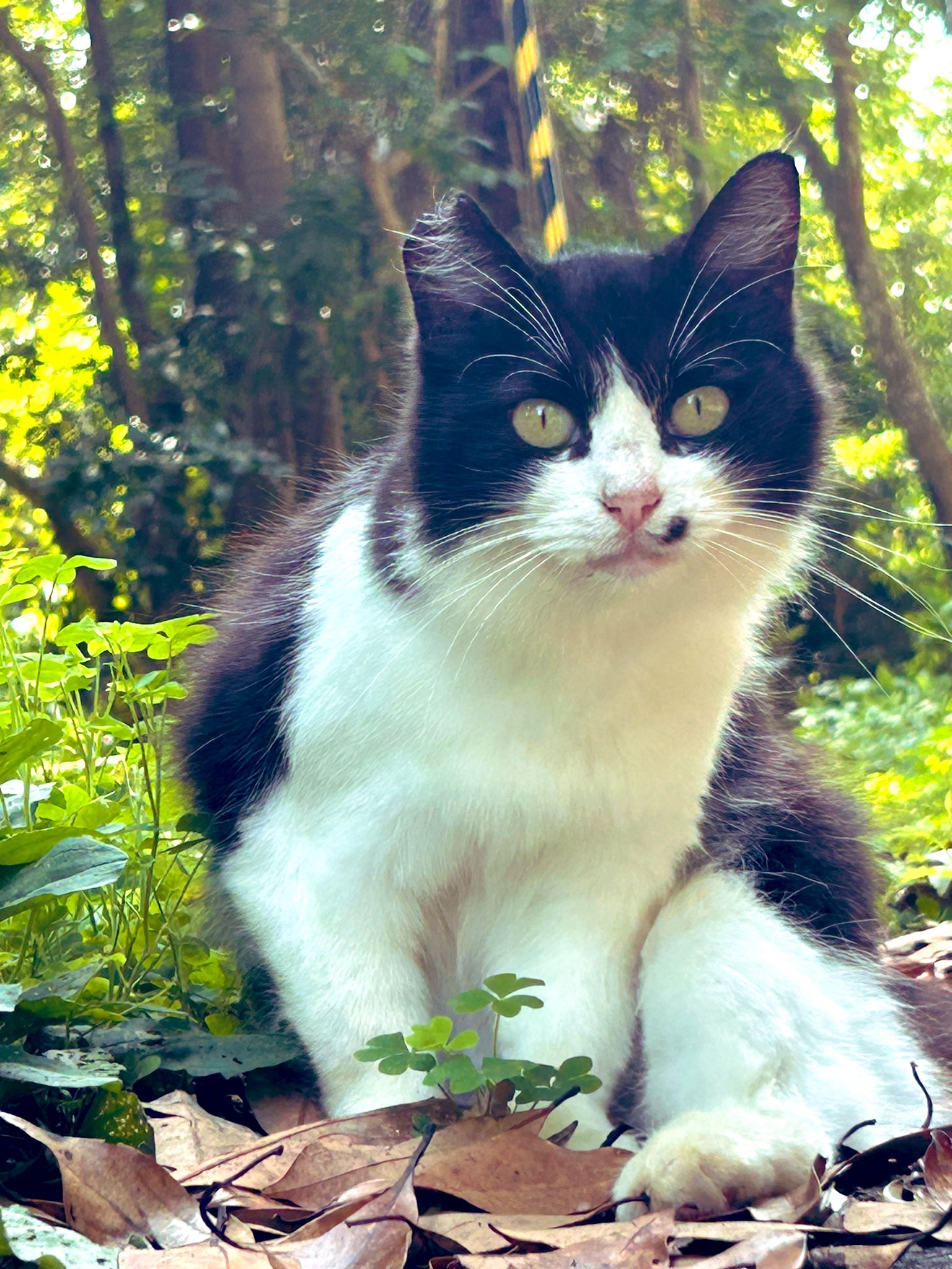 有田焼/ねむり猫 5cf047bdcf02c95166c4773c06d17e