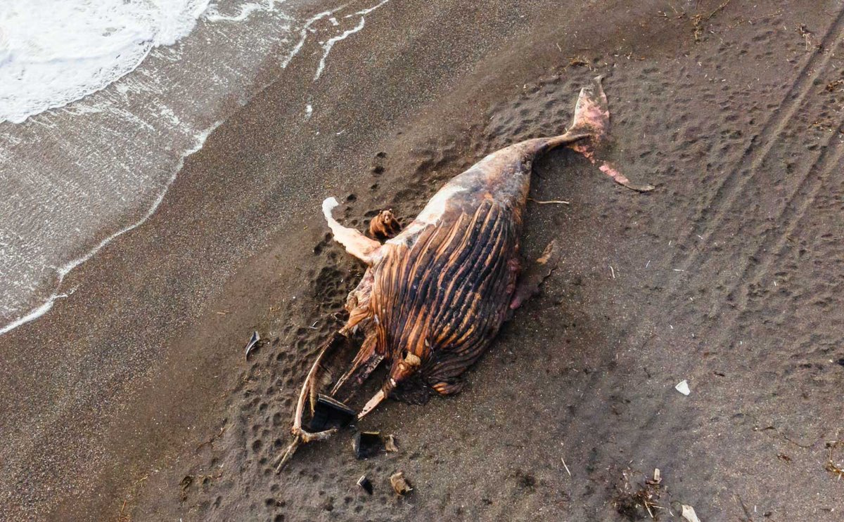 Mytho Siberia tweet media