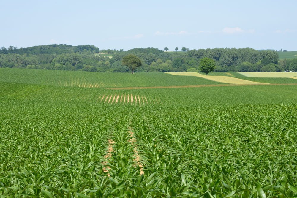 Un espèce végétale invasive et très dangereuse se répand rapidement à travers les champs de France, en remontant toujours plus au Nord. Le problème, c'est qu'elle contamine les aliments lors des récoltes. short.commentcamarche.net/623681397
