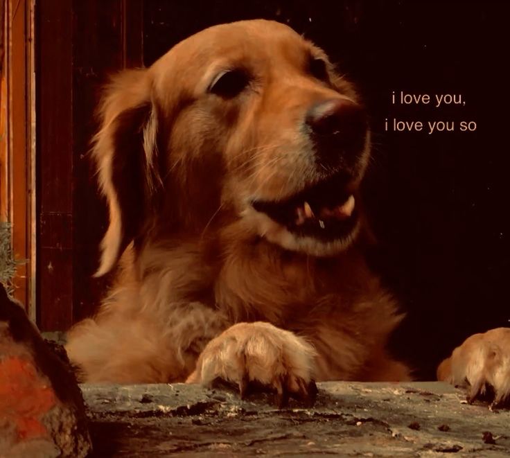 caninepoetry (@caninepoetry_) on Twitter photo 