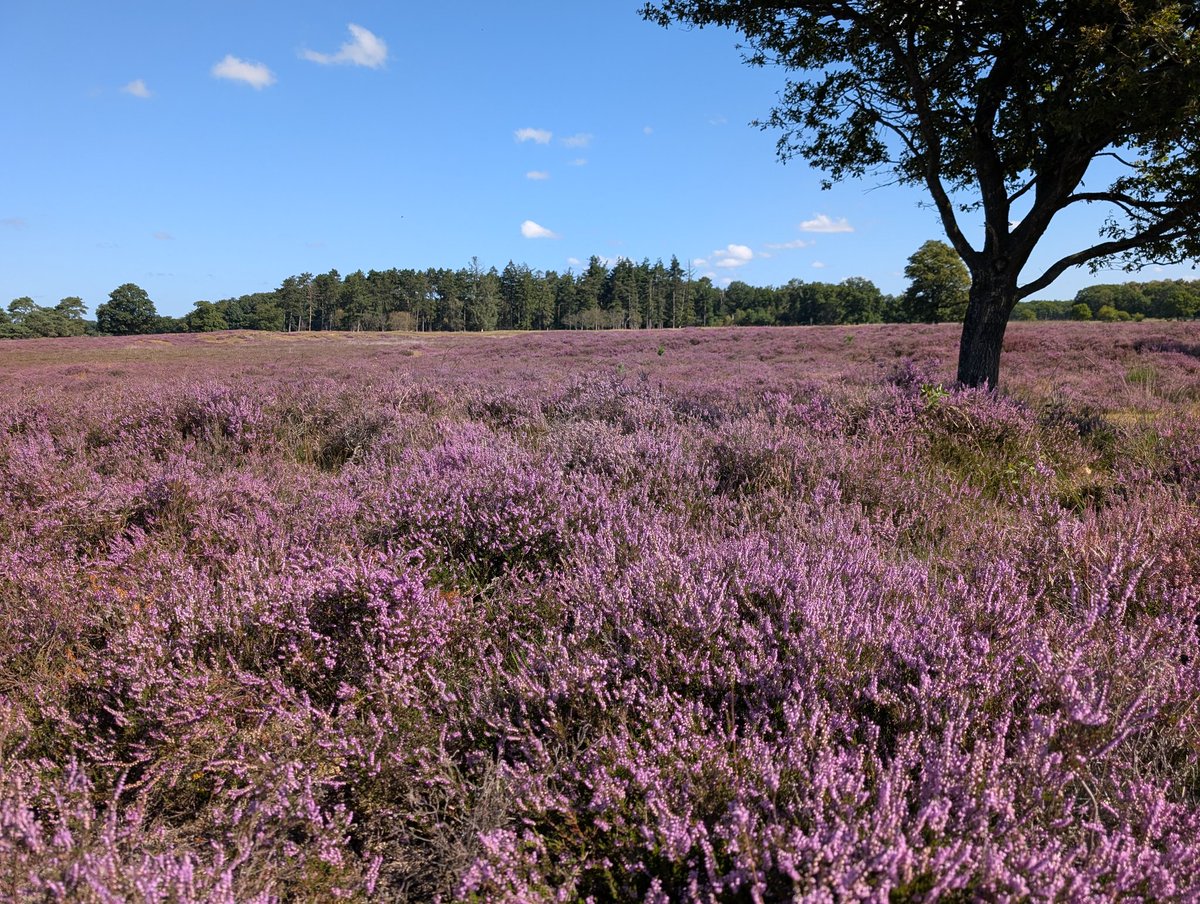 Goedemorgen <a href="/Toob_Alers/">Toob Alers</a>, <a href="/RijschRijnland/">Rijschool  Rijnland</a>, <a href="/gemmie_walet/">Gemmie Walet</a>, <a href="/tina2269/">Bettina</a>,  <a href="/Edwin_Staal/">Edwin Staal</a>, <a href="/lief1909/">Madelief vd R</a>, <a href="/Edwin_Staal/">Edwin Staal</a>, <a href="/ingridwittert/">Ingrid Schouten🇮🇹🇳🇱</a>, <a href="/MRTfotografie/">Marianne Rouwendal</a>, we gaan voor die mooie en gezellige woensdag. Vergeet die vriend of vriendin niet eens te contacten. Wordt gewaardeerd.