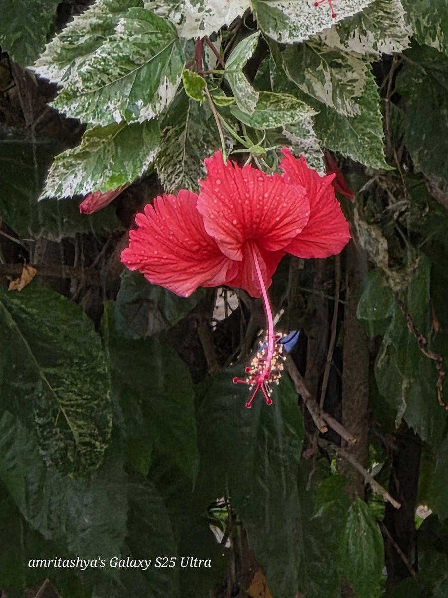 amritashya's tweet photo. Clicked while it's drizzling at 30x zoom. 🌧️📸 #Rain #Zoom #Photography #Oneui7 #AugustUpdate https://t.co/p5i2xLQaCm