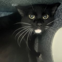 PeterAskin1's tweet photo. Poor "Kiki" in her NYC ACC death row cage
will die because she's scared & this we gauge!
Adopt this doll as there's still time I say
for this darling's freedom day!
Pledges too would not be amiss
for this gorgeous tuxie miss! 
Tag @AdamsPaulGrimke with pledges!
LAST CALL! 🙏
https://t.co/64WofRPGRZ