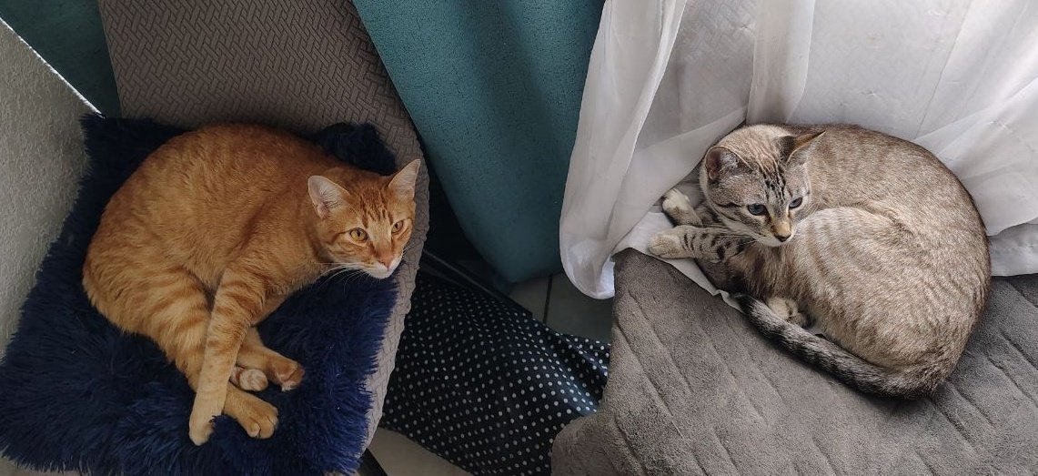 G4ttit4's tweet image. Vine aquí para recordar a Nala, la gatita que vivía al lado. Se llevaba muy bien con Tamino, pero el domingo se mudó 💔