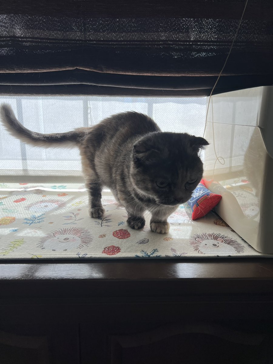 こんにちは
こちら後光を浴びるこつぶちゃん🌅