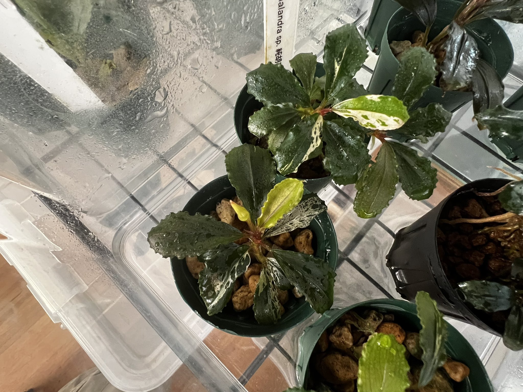 66 ブセファンドラ pygmaea var marble6株まとめ袋 66 ブセファンドラ