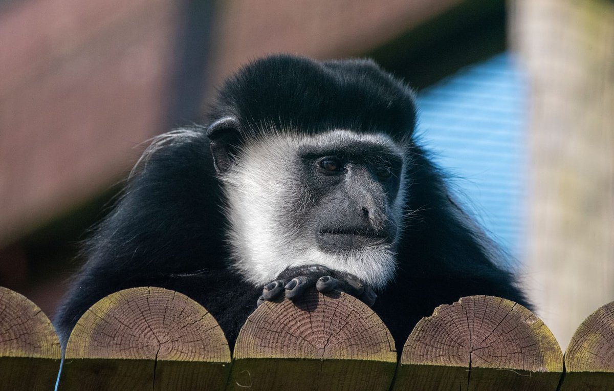 💖 Birthday Girl incoming.... 💖

Happy 12th birthday to Thumbelina our very beautiful Colobus Monkey!🥳

#happybirthday #isleofwight #birthdaygirl 🎀