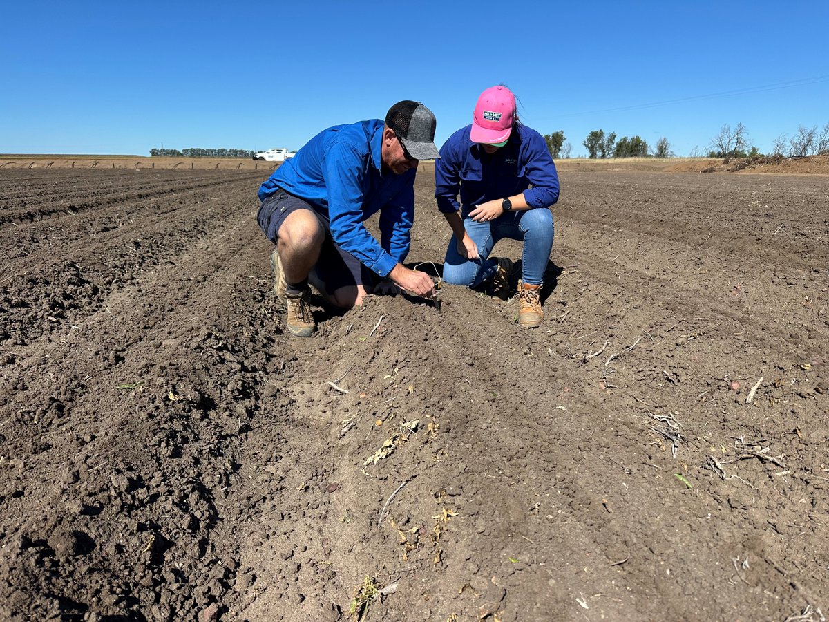 The 2025/26 cotton season has begun for some growers with the first planting underway around Emerald in the Central Highlands, and in an interesting twist, many have just finished picking last season’s cotton. #AussieCotton #AusAg ow.ly/8i5l50WIGGf